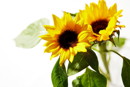 夏季休業についてのお知らせ